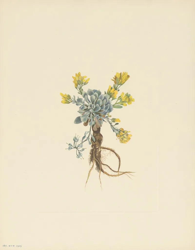 Double Bladderpod Flower Physaria Didymocarpa 2