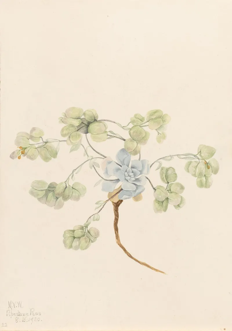 Double Bladderpod Physaria Didymocarpa 2