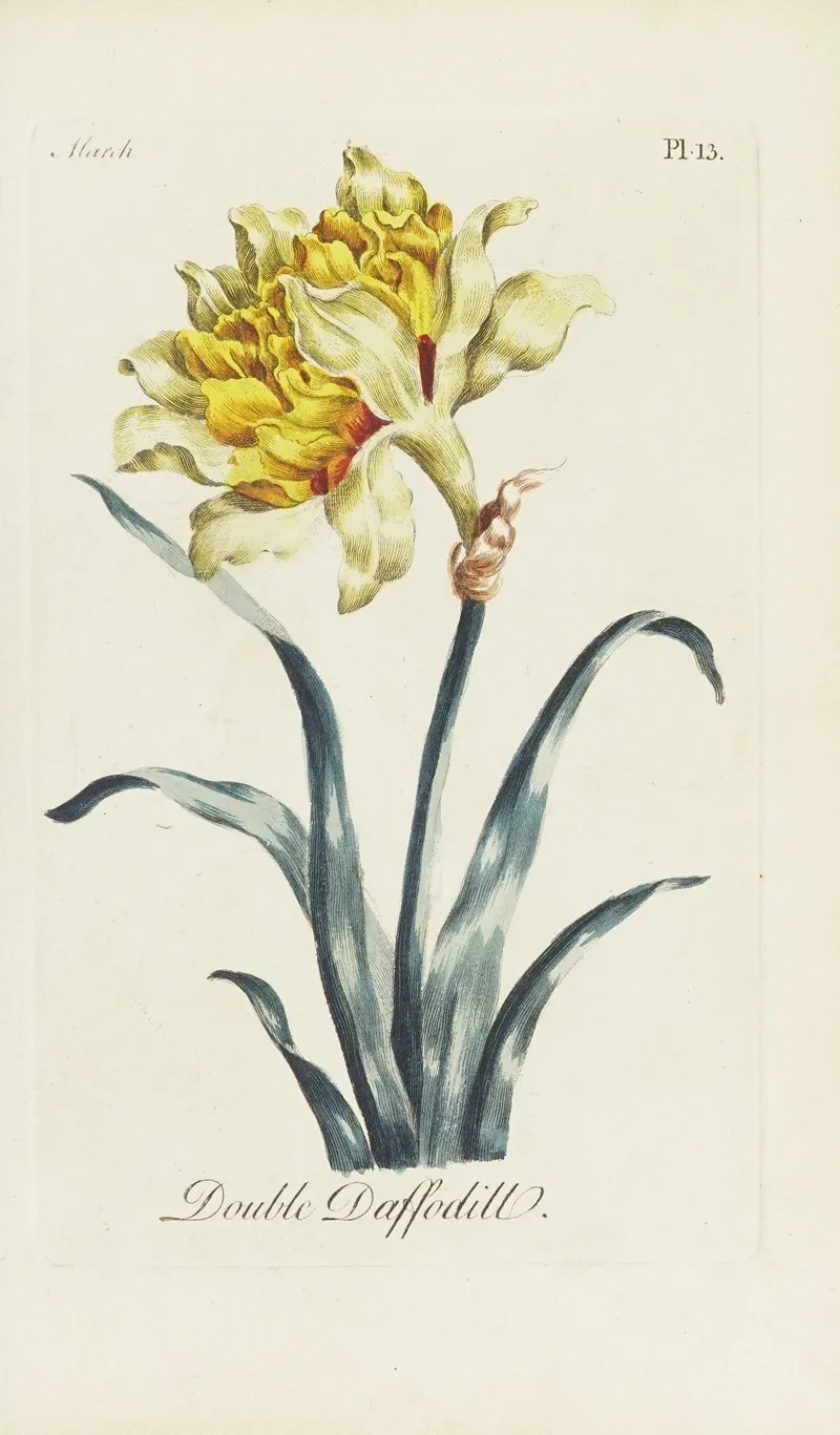 Double Daffodill Wall Art by Carington Bowles - High-Resolution Digital Print
