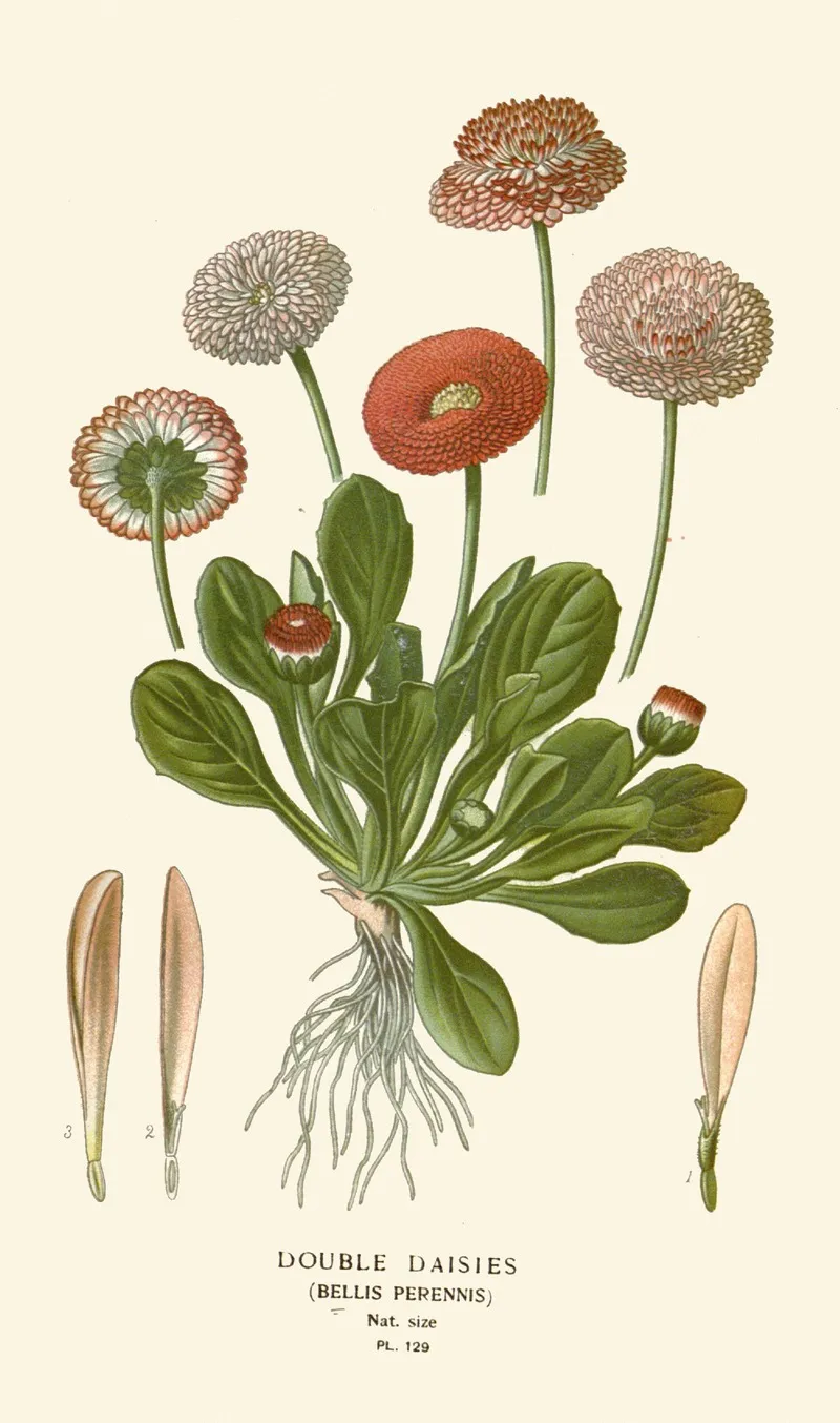 Double Daisies Wall Art by Edward Step - High-Resolution Digital Print