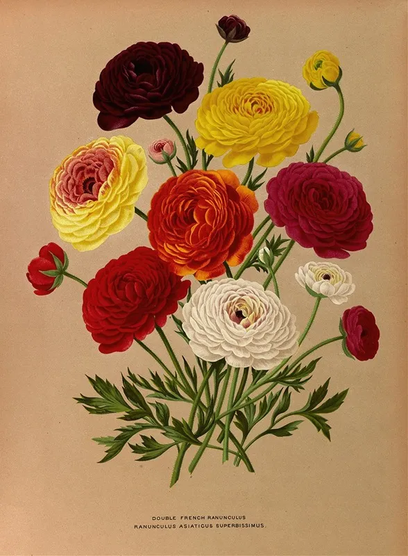 Double French Ranunculus Wall Art by Arentina Hendrica Arendsen - High-Resolution Digital Print