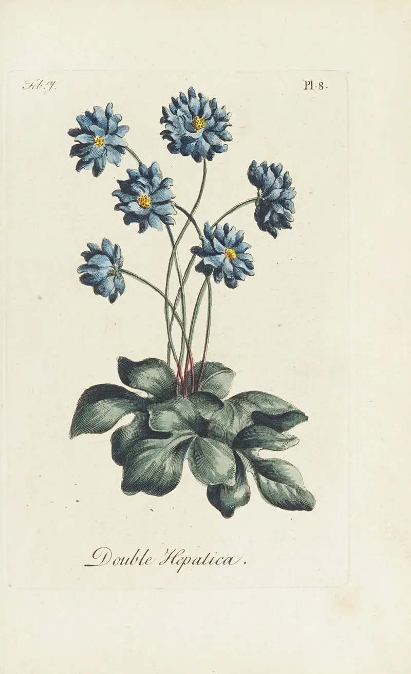 Double Hepatica Wall Art by Carington Bowles - High-Resolution Digital Print