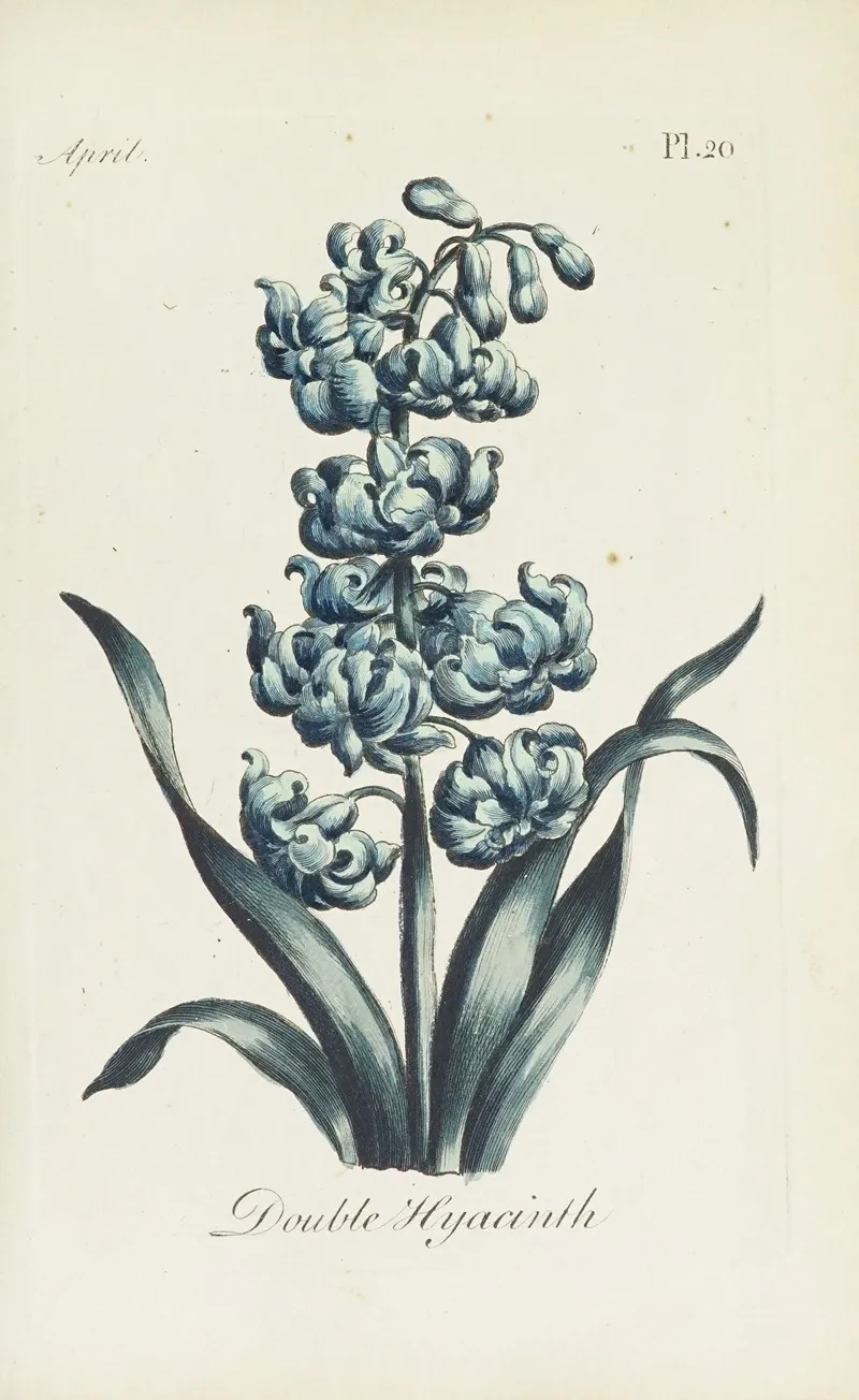 Double Hyacinth Wall Art by Carington Bowles - High-Resolution Digital Print