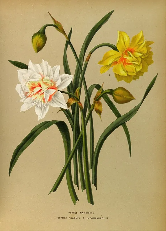 Double Narcissus 1 Orange Phoenix 2 Incomparabilis Wall Art by Arentina Hendrica Arendsen - High-Resolution Digital Print