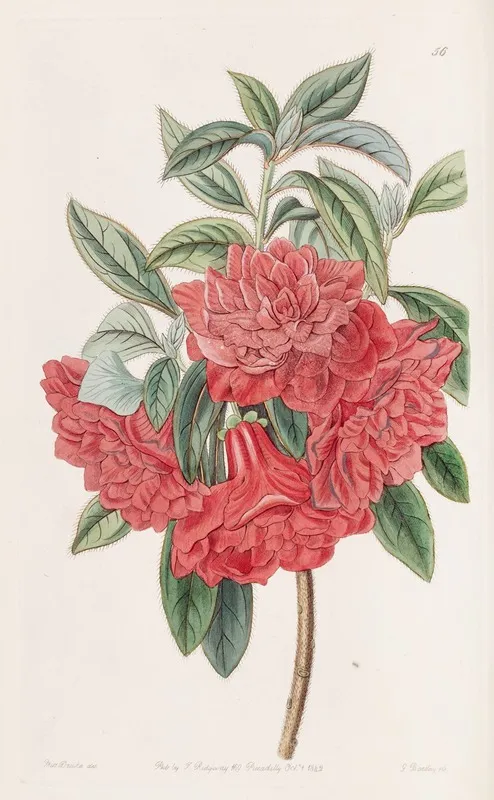Double Red Azalea India Wall Art by Sydenham Edwards - High-Resolution Digital Print