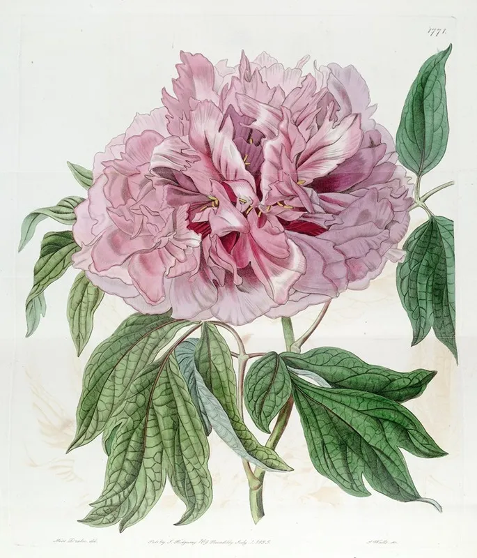 Double Red Curled Tree Paeony Wall Art by Sydenham Edwards - High-Resolution Digital Print