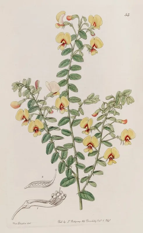 Double Rowed Bossiaea Wall Art by Sydenham Edwards - High-Resolution Digital Print