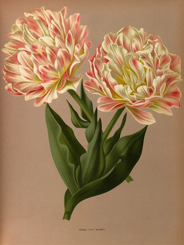 Double Tulip Raphael Wall Art by Arentina Hendrica Arendsen - High-Resolution Digital Print