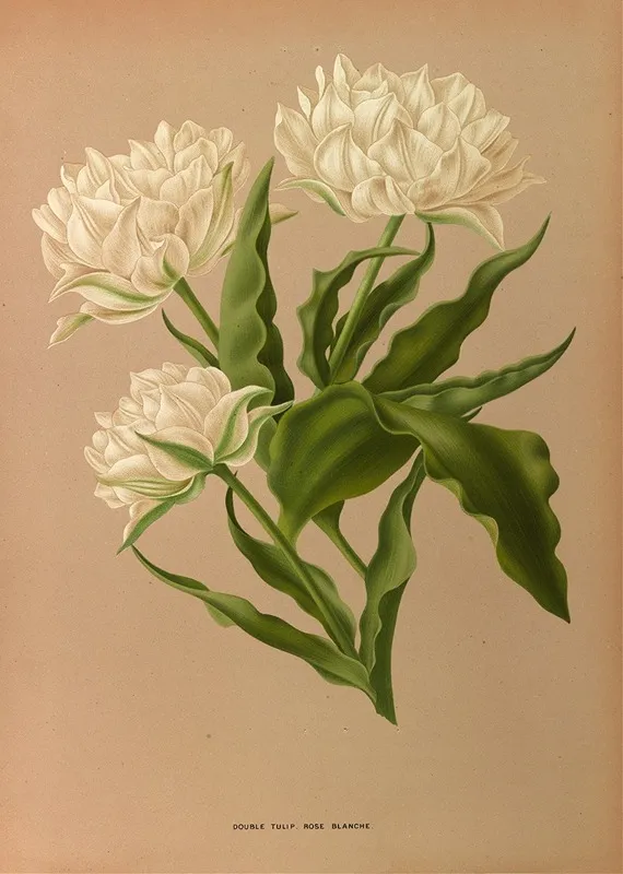 Double Tulip Rose Blanche Wall Art by Arentina Hendrica Arendsen - High-Resolution Digital Print