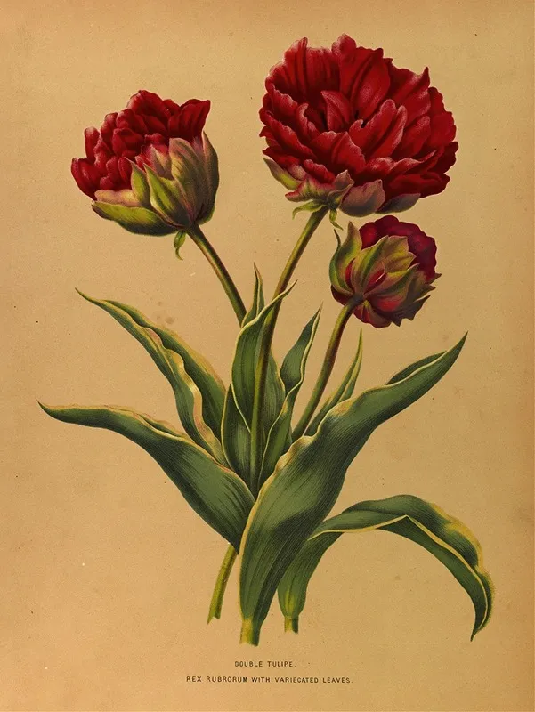 Double Tulipe Rex Rubrorum With Variecated Leaves Wall Art by Arentina Hendrica Arendsen - High-Resolution Digital Print