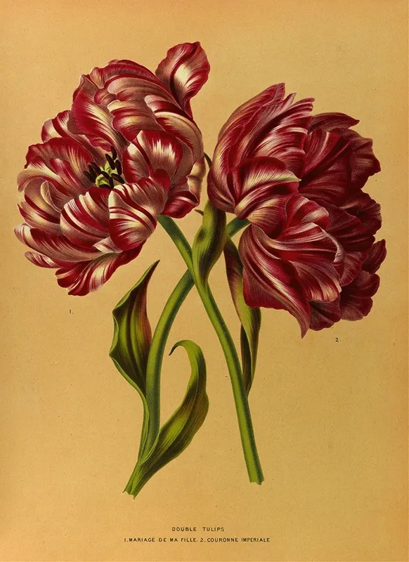 Double Tulips 1 Mariage De Ma Fl Lle 2 Couronne Imperiale Wall Art by Arentina Hendrica Arendsen - High-Resolution Digital Print
