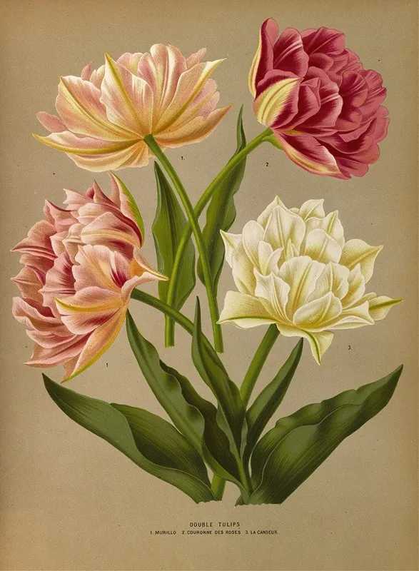 Double Tulips 1 Murillo 2 Couronne Des Roses 3 La Candeur Wall Art by Arentina Hendrica Arendsen - High-Resolution Digital Print