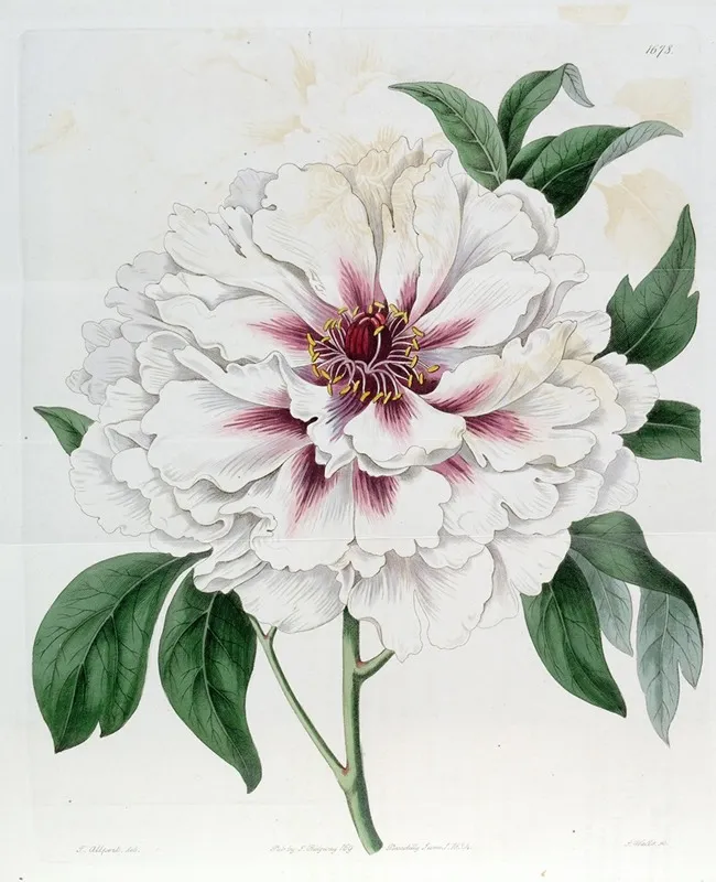 Double White Tree Peony Wall Art by Sydenham Edwards - High-Resolution Digital Print
