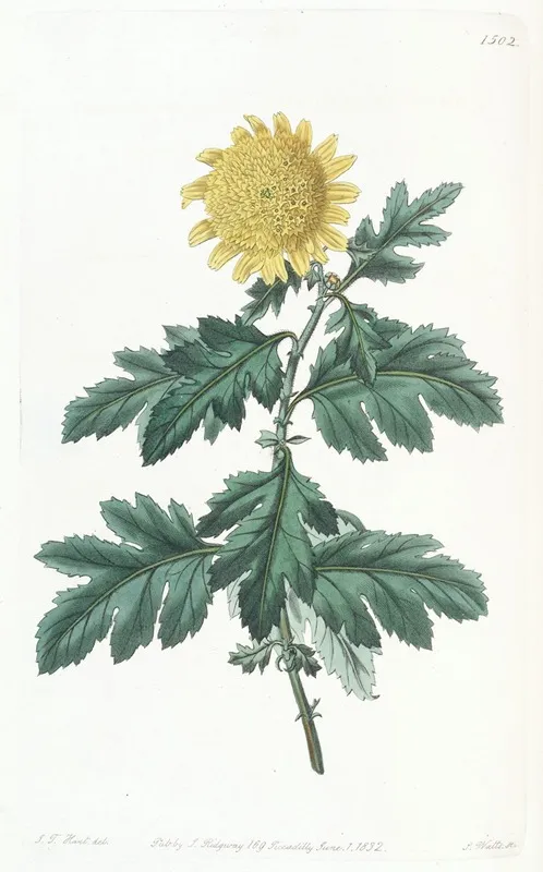 Double Yellow Indian Chrysanthemum Wall Art by Sydenham Edwards - High-Resolution Digital Print