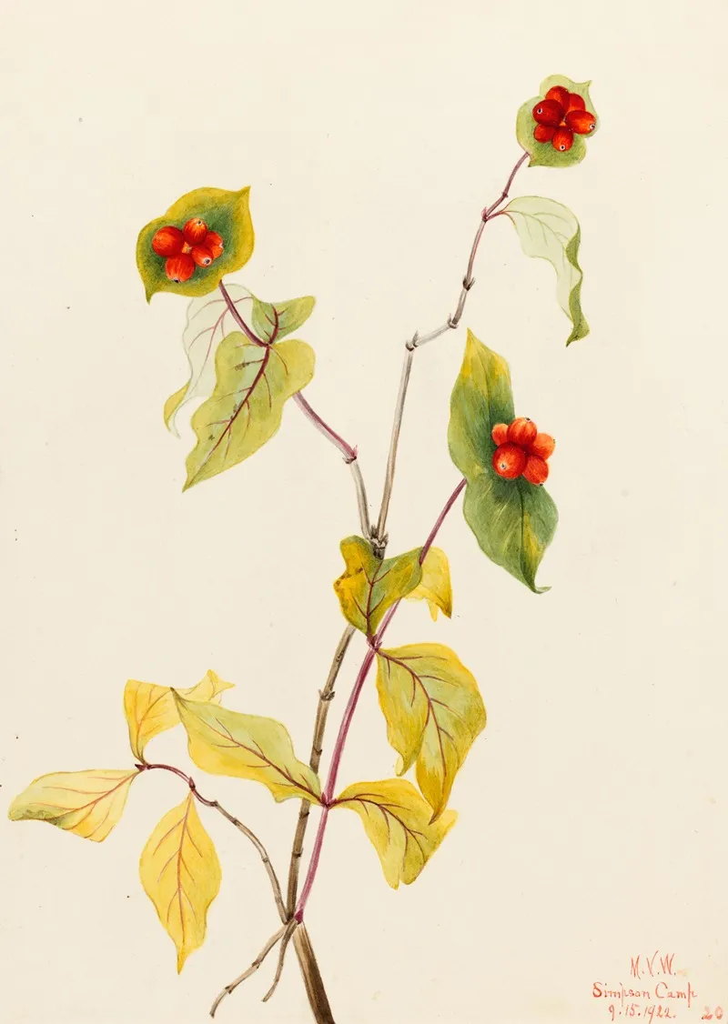 Douglas Honeysuckle Lonicera Glaucescens 2