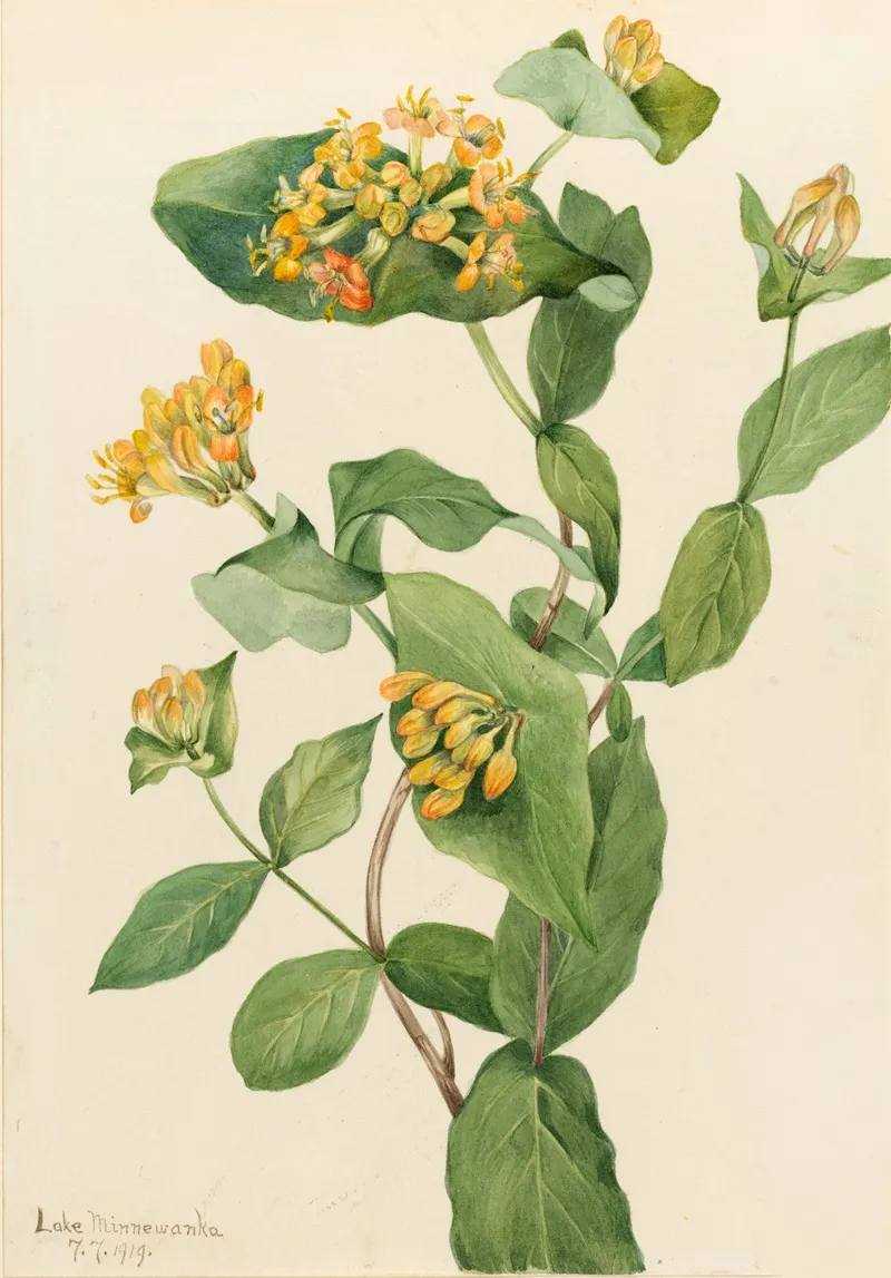 Douglas Honeysuckle Lonicera Glaucescens