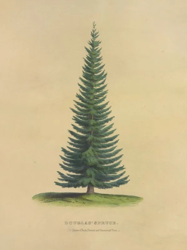 Douglas Spruce Wall Art by Dellon Marcus Dewey - High-Resolution Digital Print
