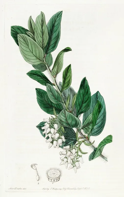 Downy Bearberry Wall Art by Sydenham Edwards - High-Resolution Digital Print