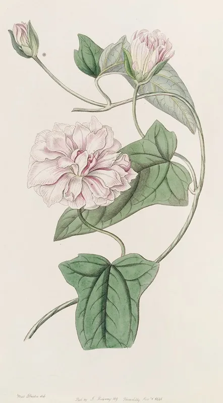 Downy Bindweed Wall Art by Sydenham Edwards - High-Resolution Digital Print