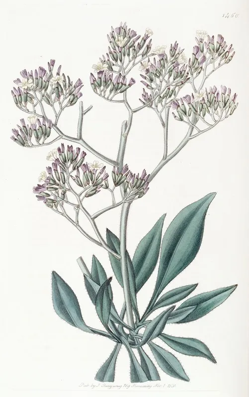 Downy Leaved Statice Wall Art by Sydenham Edwards - High-Resolution Digital Print