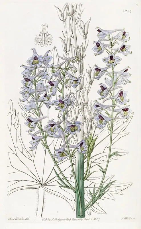 Downy Leaved Variable Larkspur Wall Art by Sydenham Edwards - High-Resolution Digital Print
