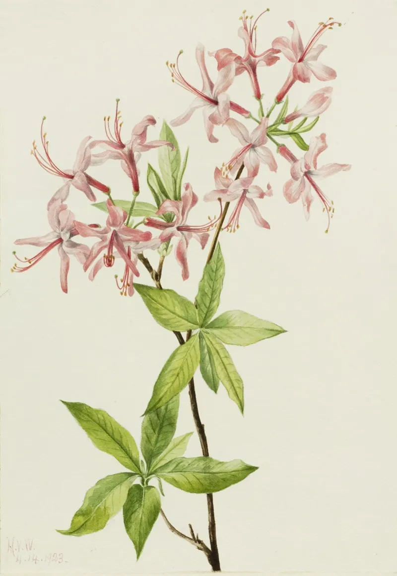 Downy Pinxter Bloom Azalea Rosea