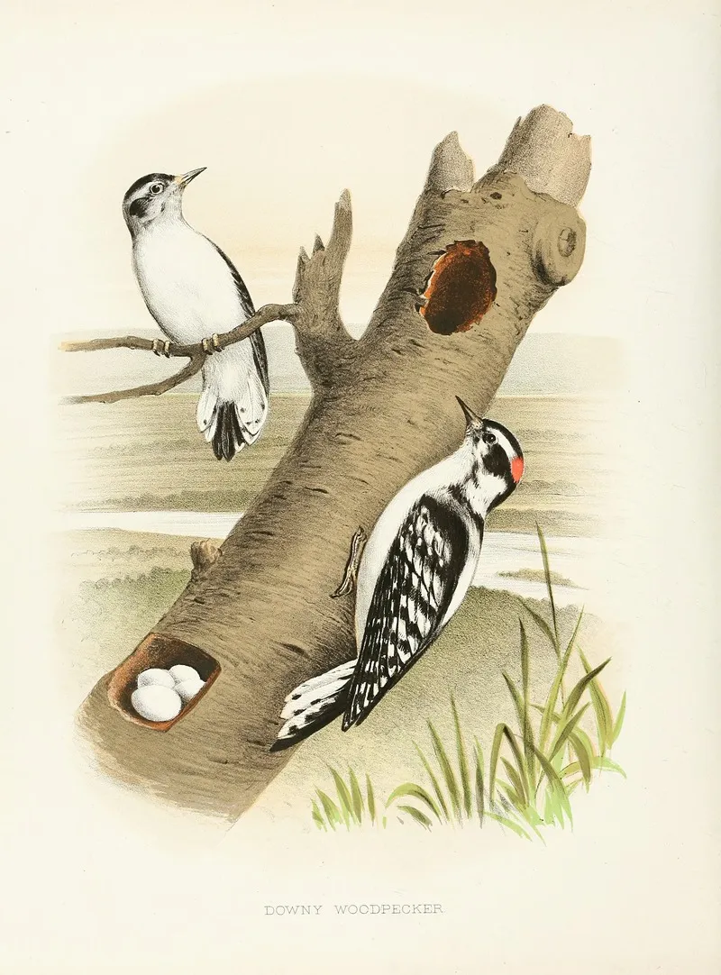 Downy Woodpecker Wall Art by Edwin L. Sheppard - High-Resolution Digital Print