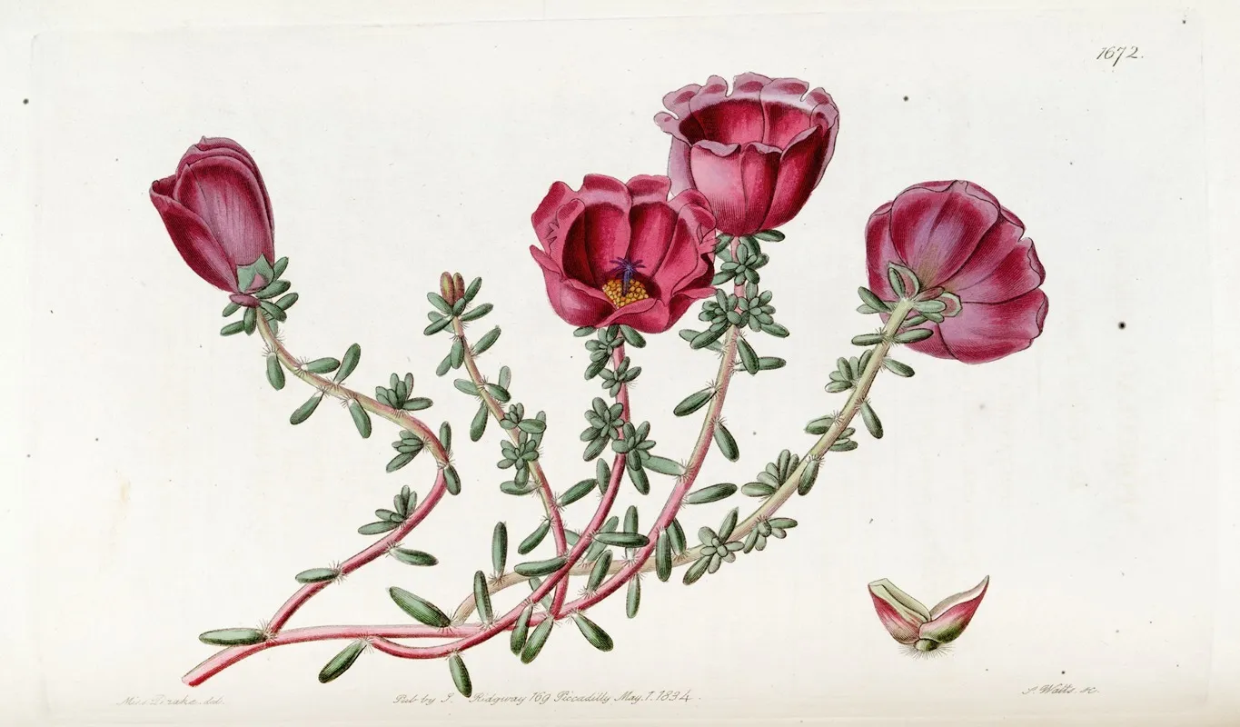 Dr Gillies Purslane Wall Art by Sydenham Edwards - High-Resolution Digital Print