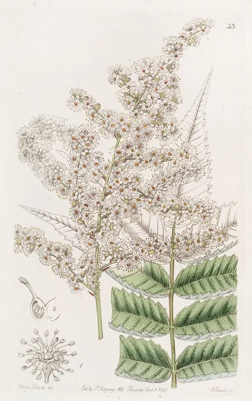 Dr Lindleys Spiraea Wall Art by Sydenham Edwards - High-Resolution Digital Print