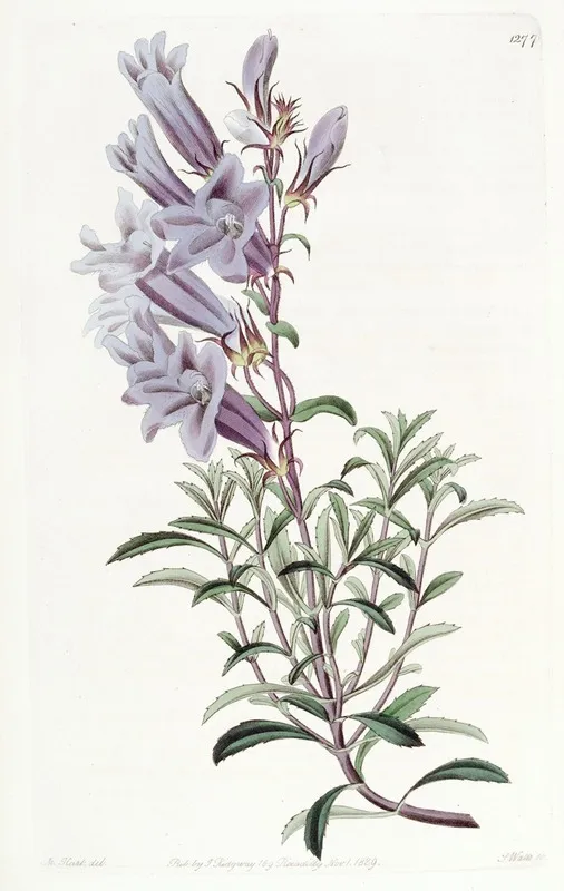 Dr Scoulers Pentstemon Wall Art by Sydenham Edwards - High-Resolution Digital Print