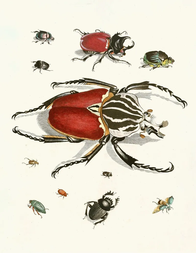 Dr Sulzers Short History Of Insects Pl 01 Wall Art by Johann Heinrich Sulzer - High-Resolution Digital Print