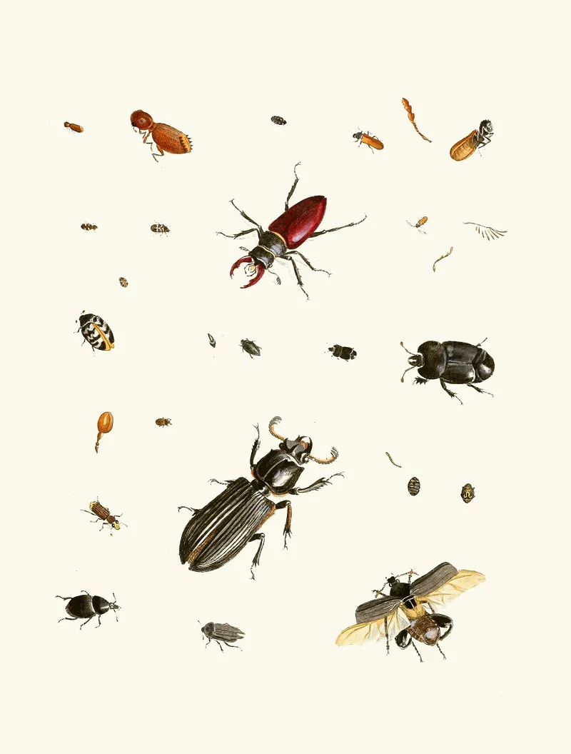 Dr Sulzers Short History Of Insects Pl 02 Wall Art by Johann Heinrich Sulzer - High-Resolution Digital Print
