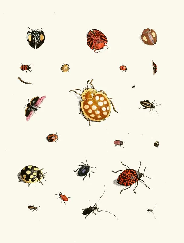 Dr Sulzers Short History Of Insects Pl 03 Wall Art by Johann Heinrich Sulzer - High-Resolution Digital Print