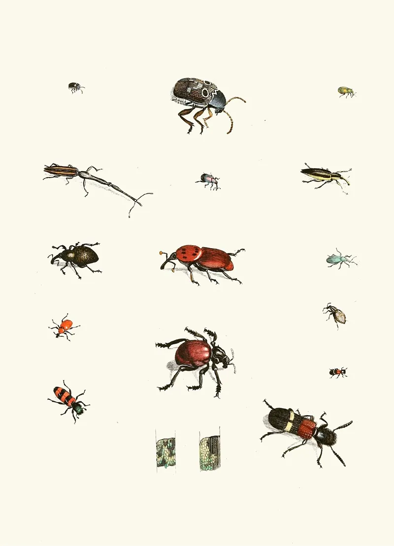 Dr Sulzers Short History Of Insects Pl 04 Wall Art by Johann Heinrich Sulzer - High-Resolution Digital Print