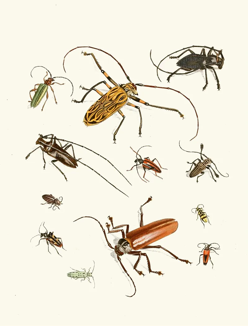Dr Sulzers Short History Of Insects Pl 05 Wall Art by Johann Heinrich Sulzer - High-Resolution Digital Print