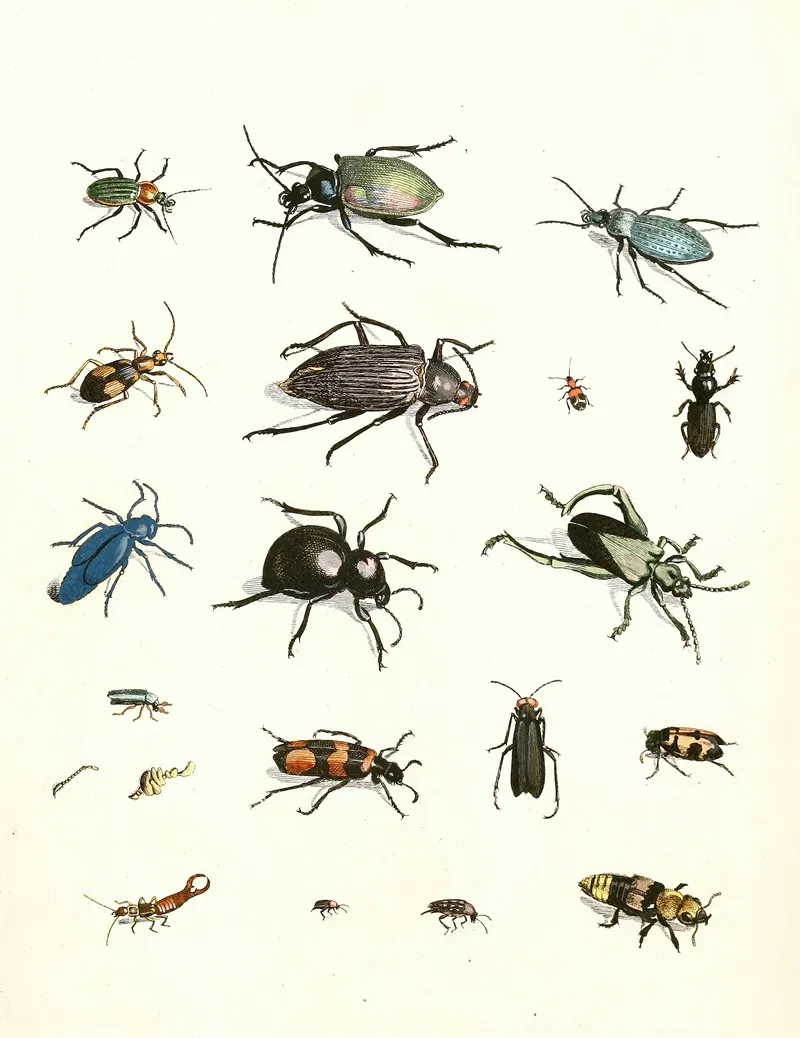 Dr Sulzers Short History Of Insects Pl 07 Wall Art by Johann Heinrich Sulzer - High-Resolution Digital Print