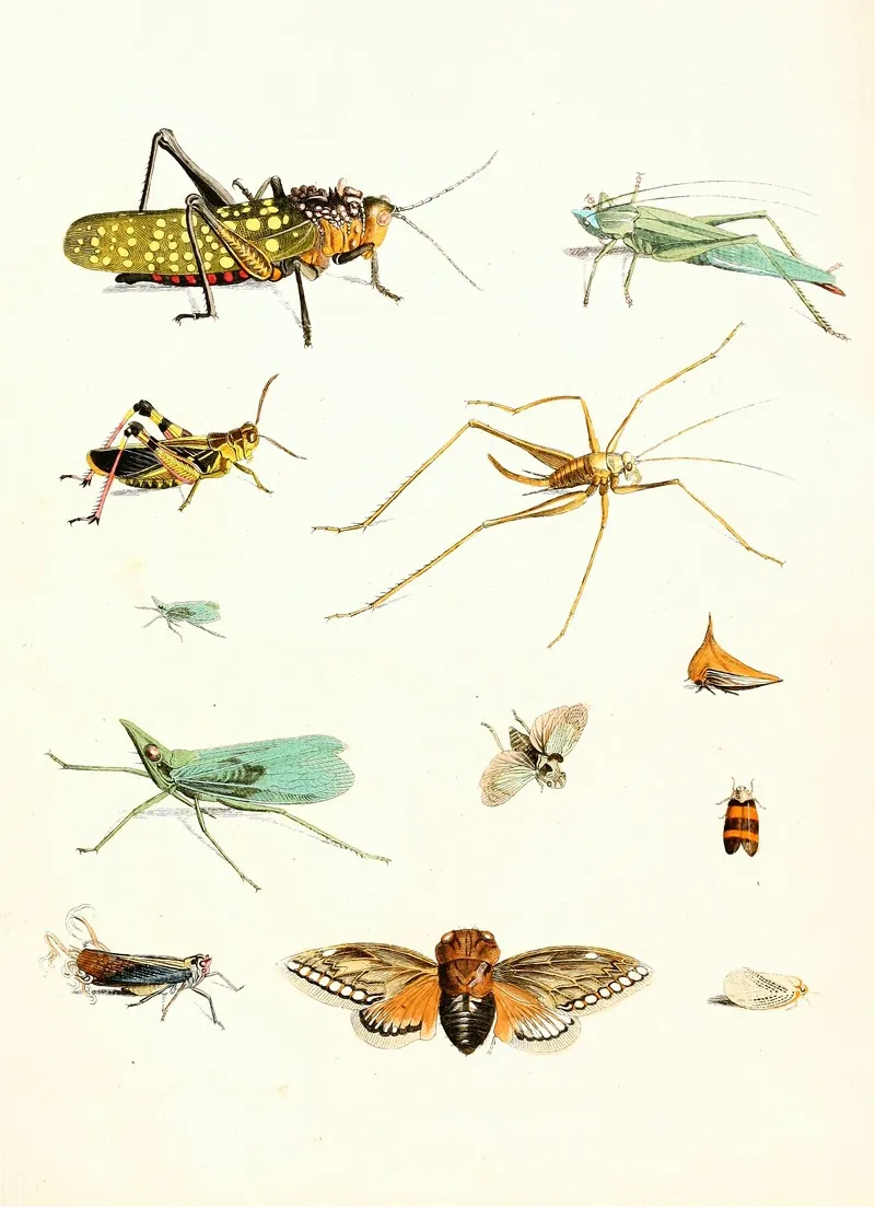 Dr Sulzers Short History Of Insects Pl 09 Wall Art by Johann Heinrich Sulzer - High-Resolution Digital Print