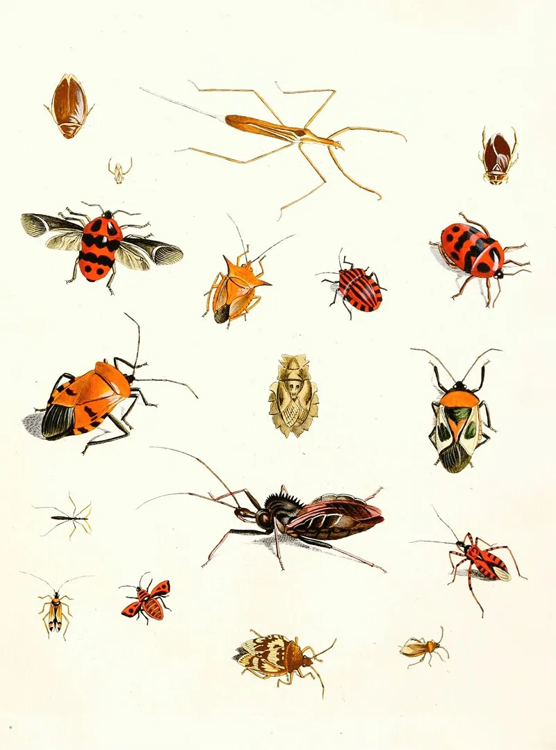 Dr Sulzers Short History Of Insects Pl 10 Wall Art by Johann Heinrich Sulzer - High-Resolution Digital Print