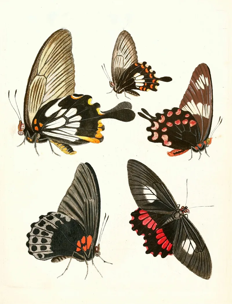 Dr Sulzers Short History Of Insects Pl 11 Wall Art by Johann Heinrich Sulzer - High-Resolution Digital Print
