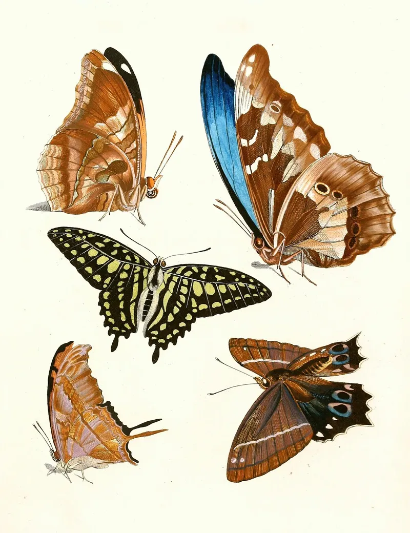Dr Sulzers Short History Of Insects Pl 12 Wall Art by Johann Heinrich Sulzer - High-Resolution Digital Print