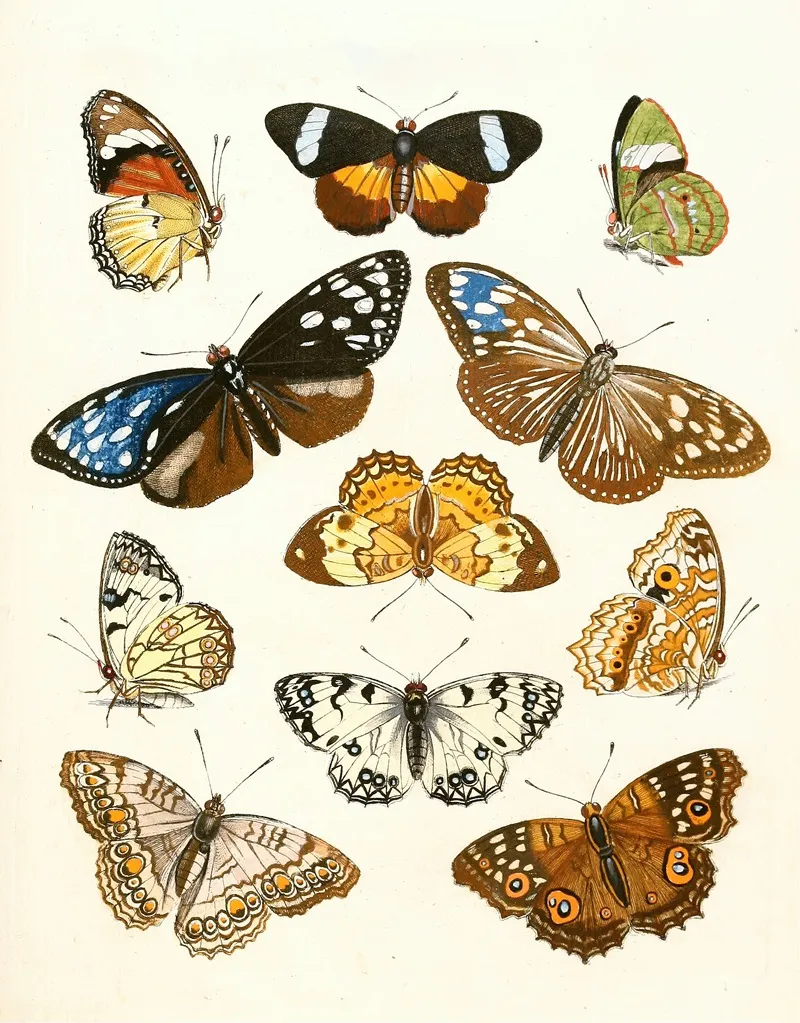 Dr Sulzers Short History Of Insects Pl 15 Wall Art by Johann Heinrich Sulzer - High-Resolution Digital Print