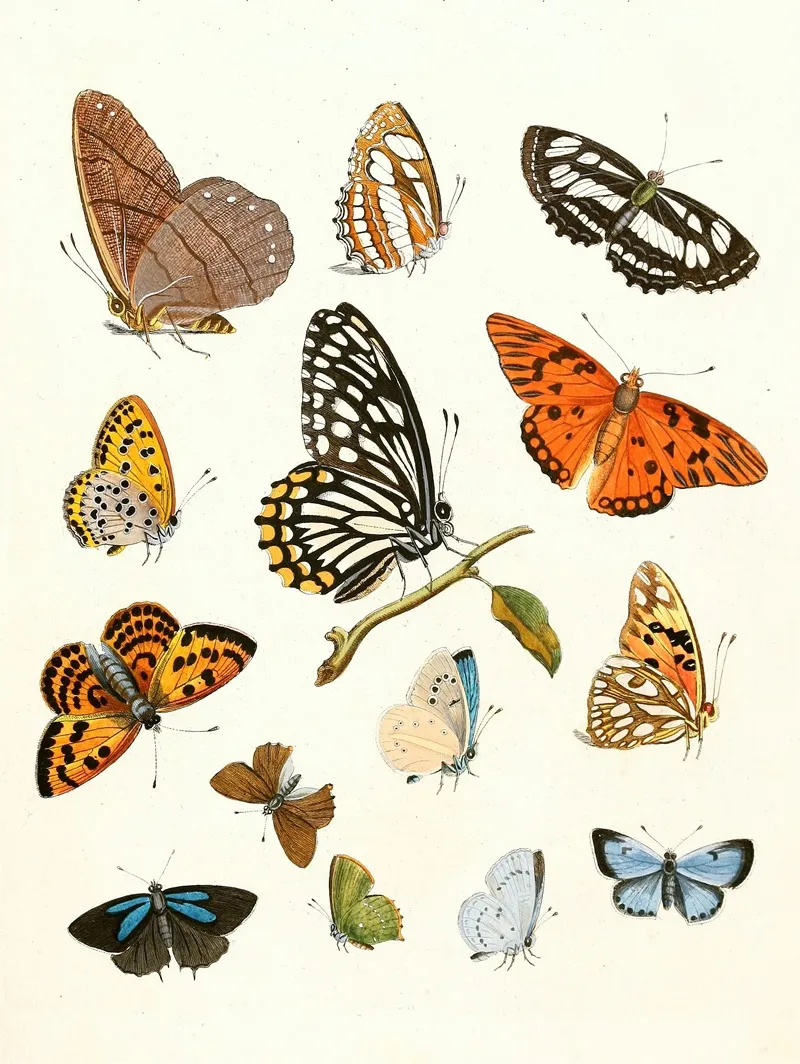 Dr Sulzers Short History Of Insects Pl 17 Wall Art by Johann Heinrich Sulzer - High-Resolution Digital Print