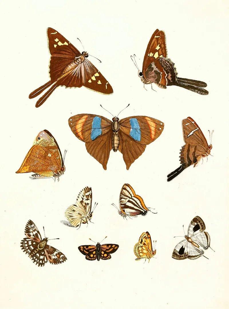 Dr Sulzers Short History Of Insects Pl 18 Wall Art by Johann Heinrich Sulzer - High-Resolution Digital Print