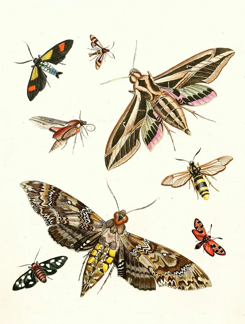 Dr Sulzers Short History Of Insects Pl 19 Wall Art by Johann Heinrich Sulzer - High-Resolution Digital Print