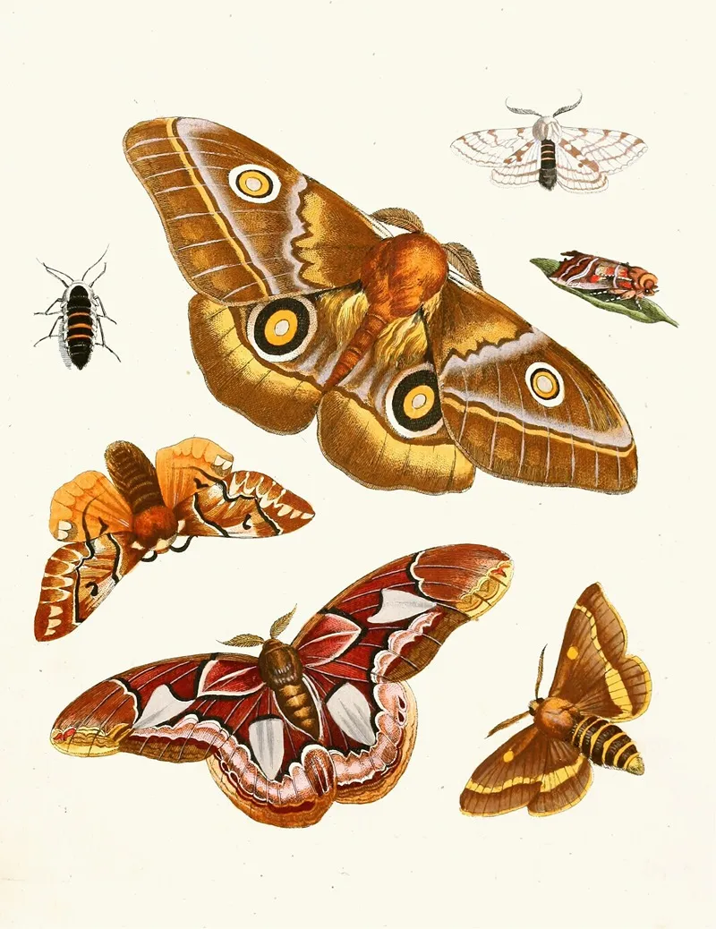 Dr Sulzers Short History Of Insects Pl 20 Wall Art by Johann Heinrich Sulzer - High-Resolution Digital Print