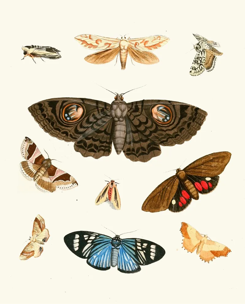 Dr Sulzers Short History Of Insects Pl 21 Wall Art by Johann Heinrich Sulzer - High-Resolution Digital Print