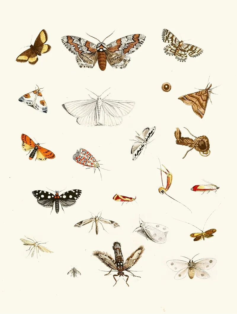 Dr Sulzers Short History Of Insects Pl 22 Wall Art by Johann Heinrich Sulzer - High-Resolution Digital Print
