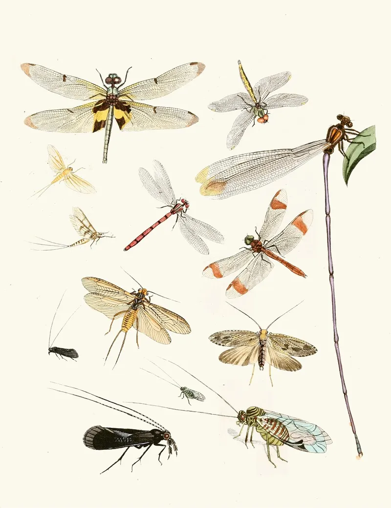 Dr Sulzers Short History Of Insects Pl 23 Wall Art by Johann Heinrich Sulzer - High-Resolution Digital Print