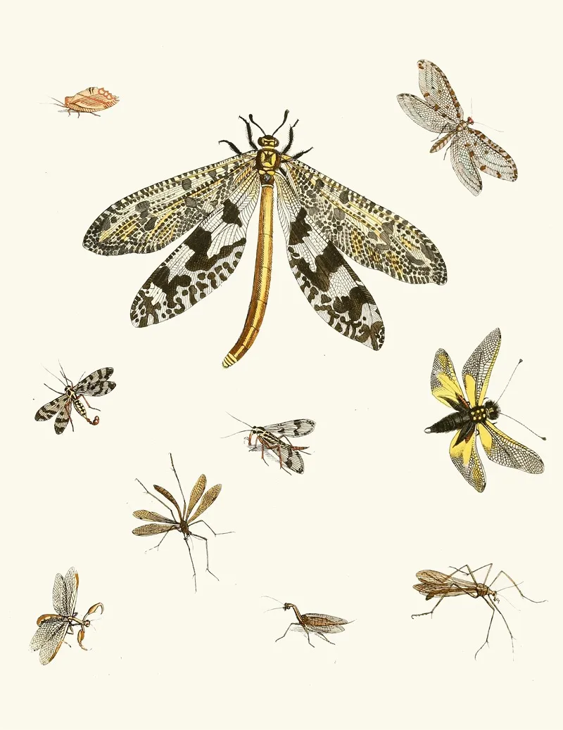 Dr Sulzers Short History Of Insects Pl 24 Wall Art by Johann Heinrich Sulzer - High-Resolution Digital Print