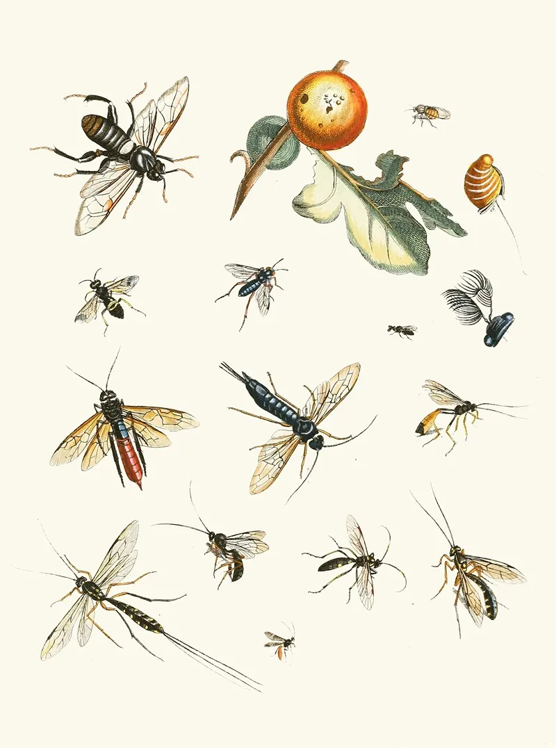 Dr Sulzers Short History Of Insects Pl 25 Wall Art by Johann Heinrich Sulzer - High-Resolution Digital Print